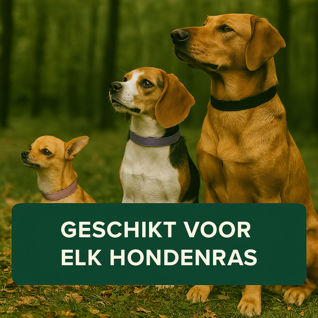 Pawsy™ – Anti-vlooien- en tekenhalsband voor honden