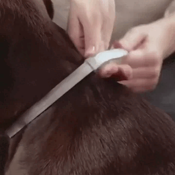 Pawsy™ – Anti-vlooien- en tekenhalsband voor honden