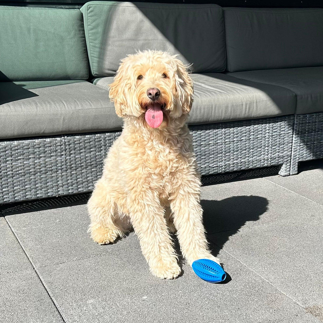 Pawsy ™ - Speeltjes voor honden en katten