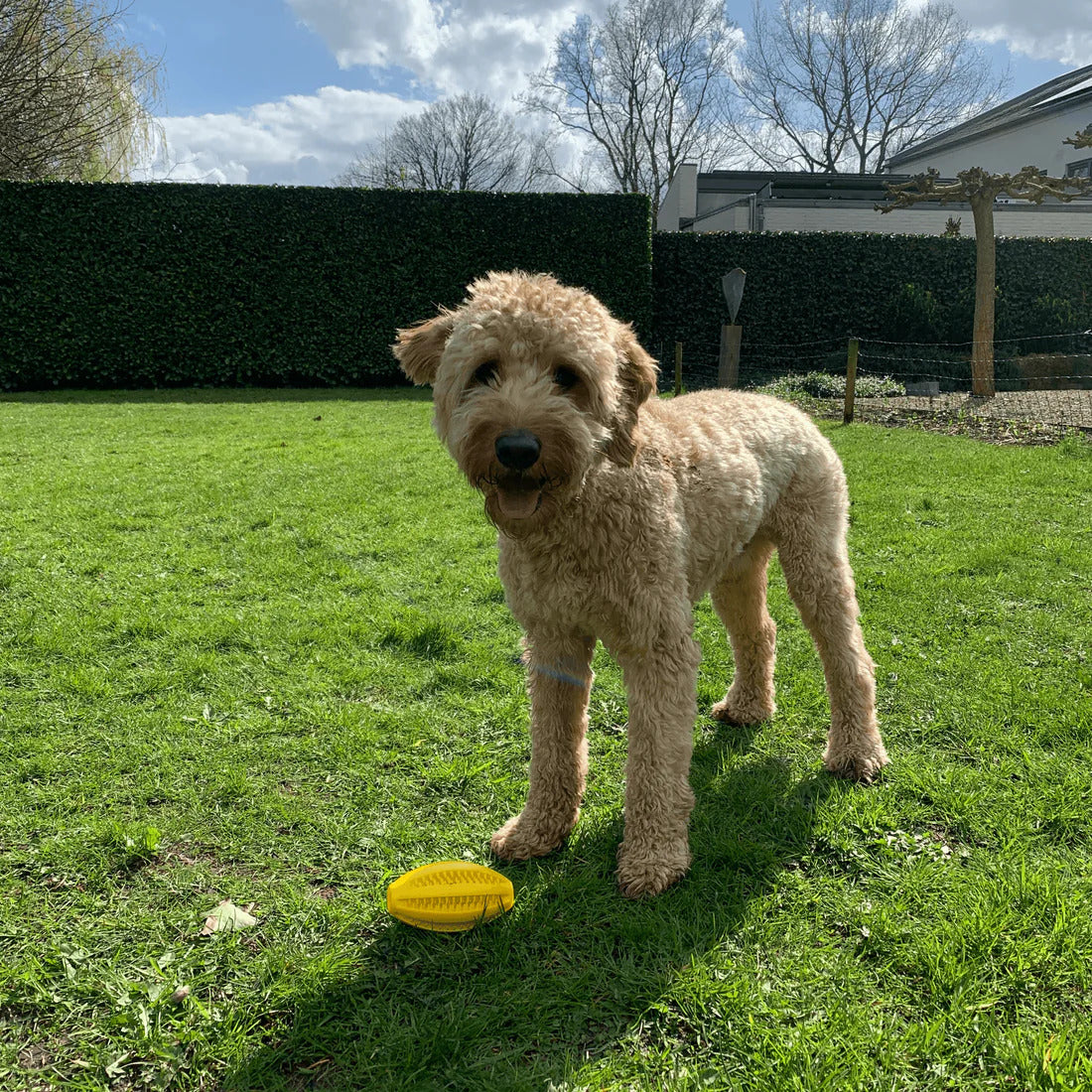 Pawsy™ – Tandreinigende Rugby Speelbal