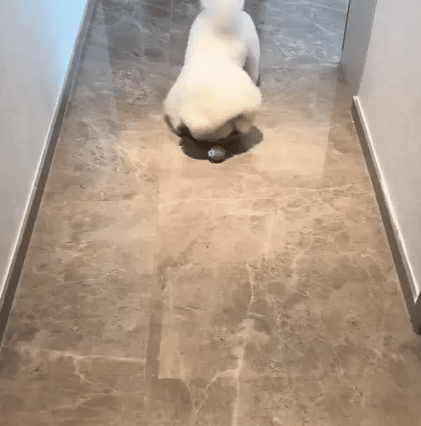 Pawsy ™ - Slimme Speelbal